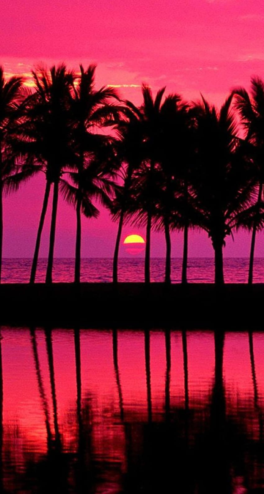 Sunset Palm Tree HD Phone Wallpaper Pxfuel