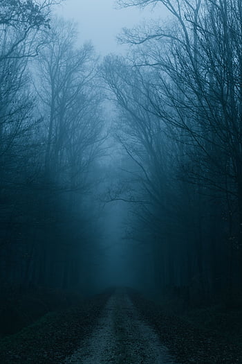 Sunlight Forest Dark Nature Road Green Morning Mist Light