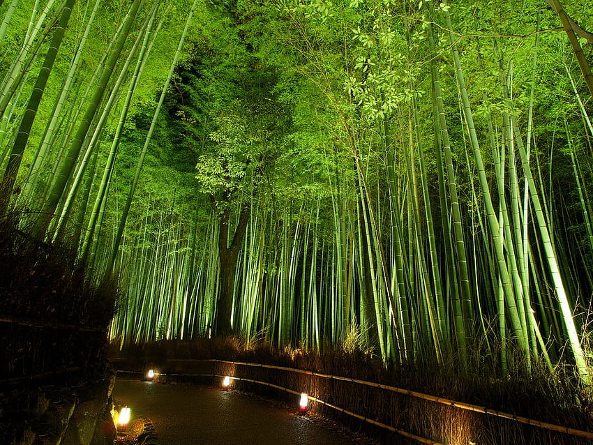 Enjoy Bamboo Forest Arashiyama Light Up Kyoto Kimono Rental Wargo HD