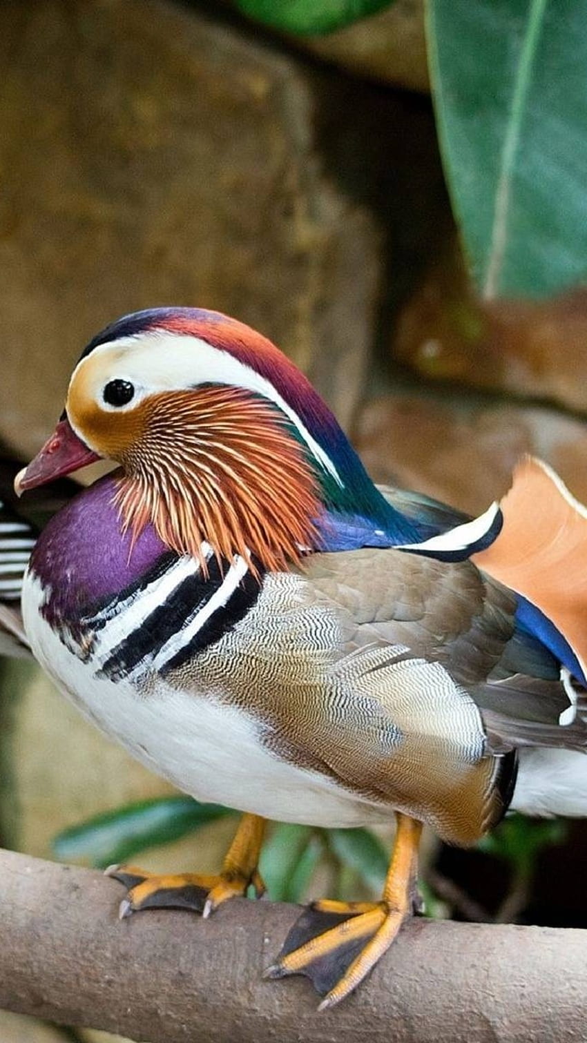 Mandarin Duck Standing On Tree Hd Phone Wallpaper Pxfuel