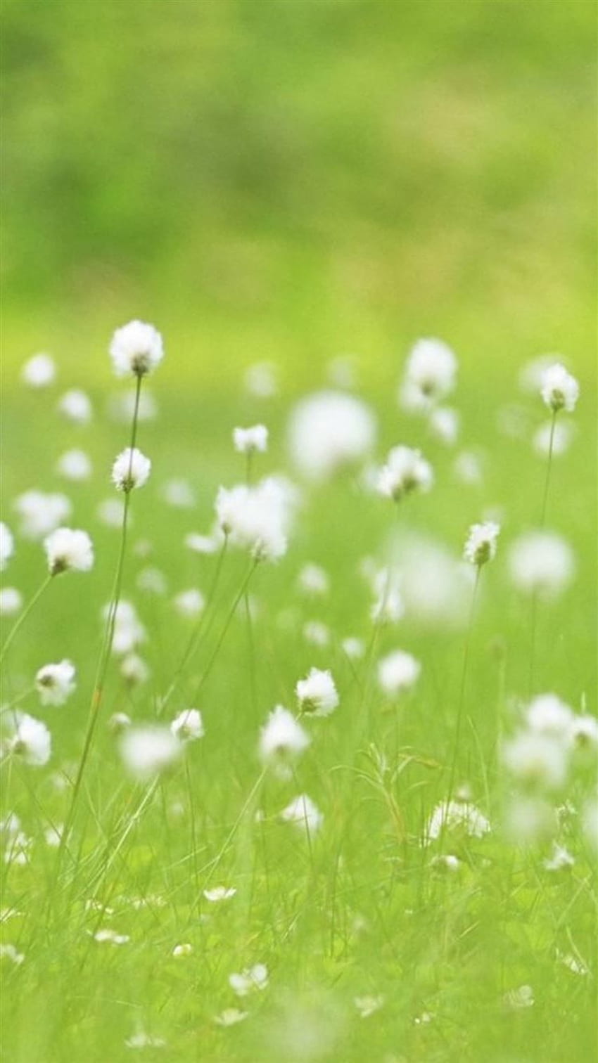 Champ de plantes de pissenlit blanc vitalité iPhone 8 Fond d écran de