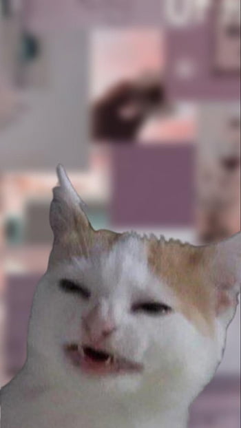 Discover Meme Cat Wallpaper Super Hot In Cdgdbentre