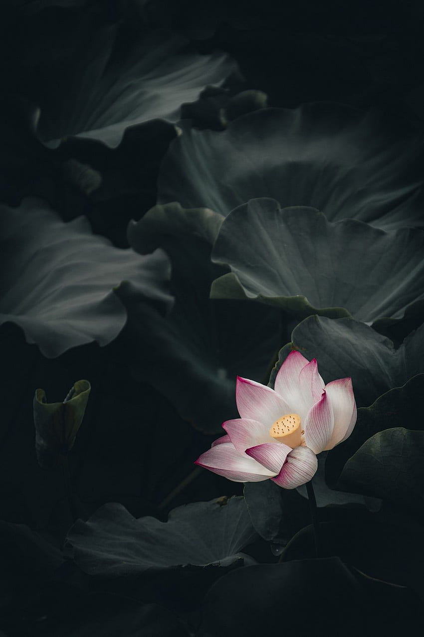 Lotus Lotus Flower Hd Phone Wallpaper Pxfuel