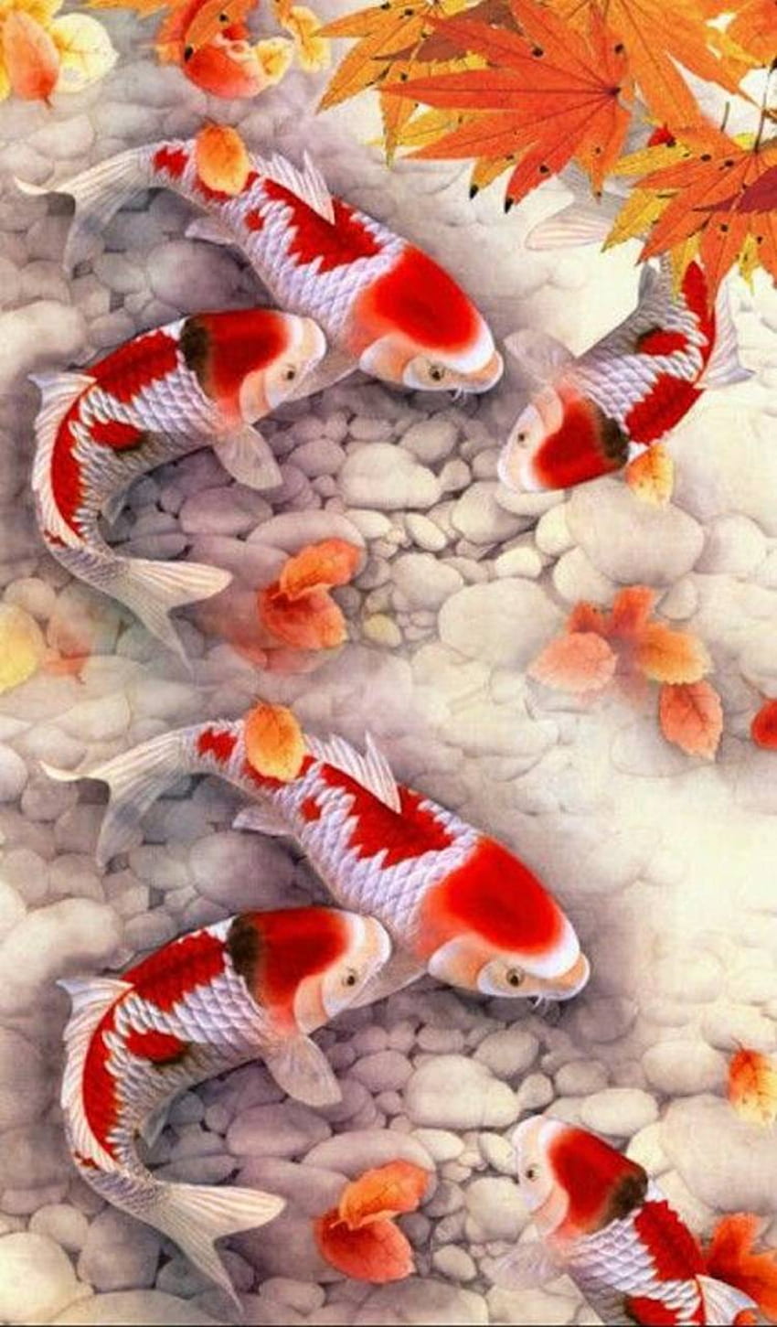 Koi Fish Hd Phone Wallpaper Pxfuel