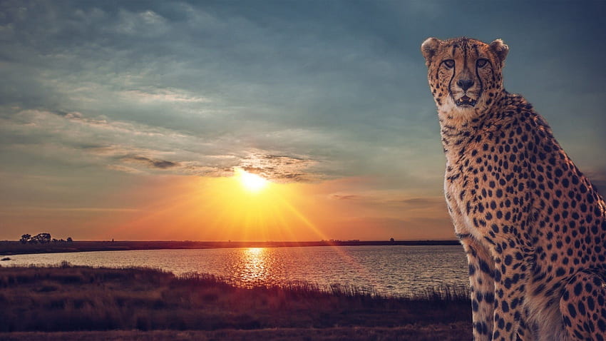 Cheetah Wild Cat Savannah Lake Sunset Hd Wallpaper Pxfuel