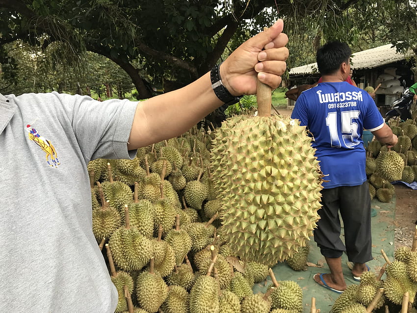 Stock Of Asia Fruits Bangkok Durian Hd Wallpaper Pxfuel