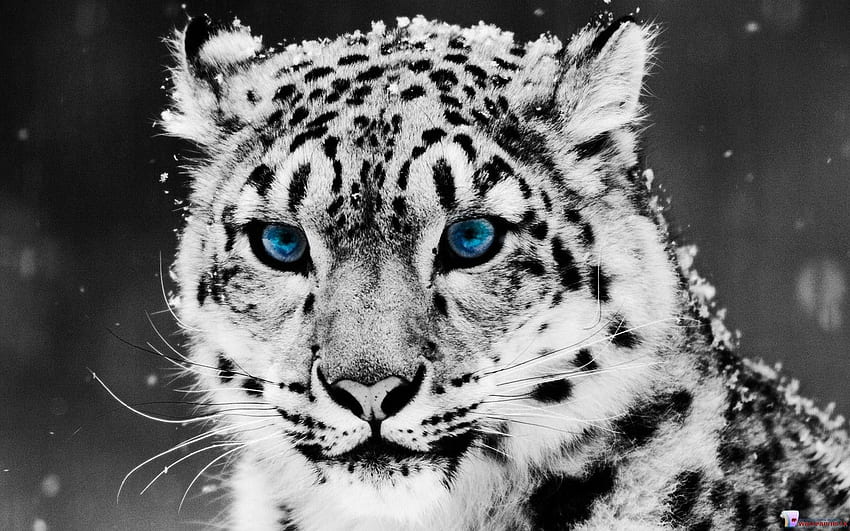 White Tiger Snow Tiger Hd Wallpaper Pxfuel