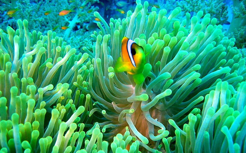 Clownfish Clownfish Background Hd Wallpaper Pxfuel