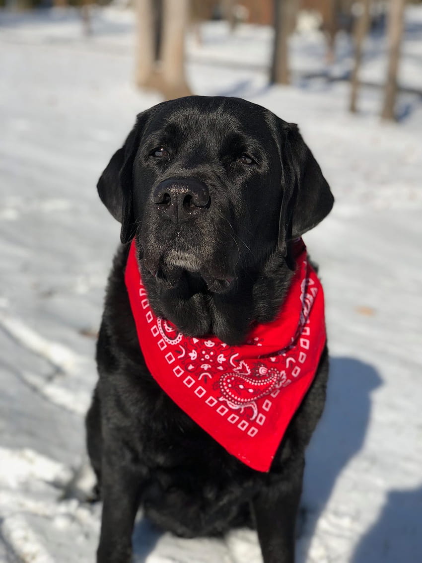 Labrador Full Black Labrador Hd Phone Wallpaper Pxfuel