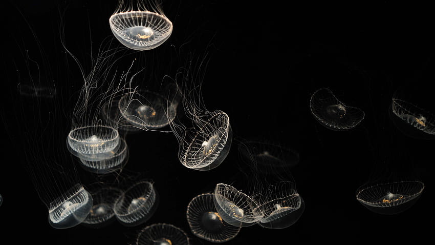 Jellyfishes Underwater In Black Background Jellyfish HD Wallpaper Pxfuel