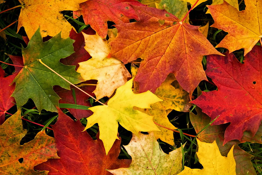 Fresh Autumn Leaf Background Combination Colorful Leaves Hd Wallpaper