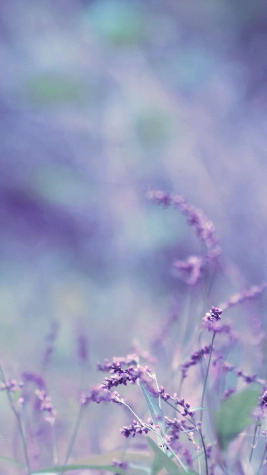 Lavender Iphone Hd Phone Wallpaper Pxfuel