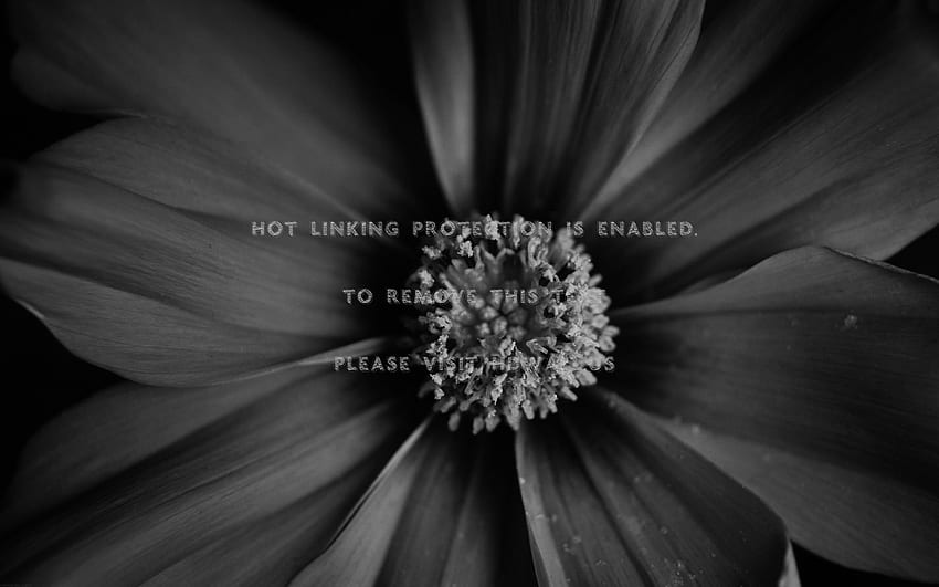 Black And White Daisy Black Daisy Flower Hd Wallpaper Pxfuel