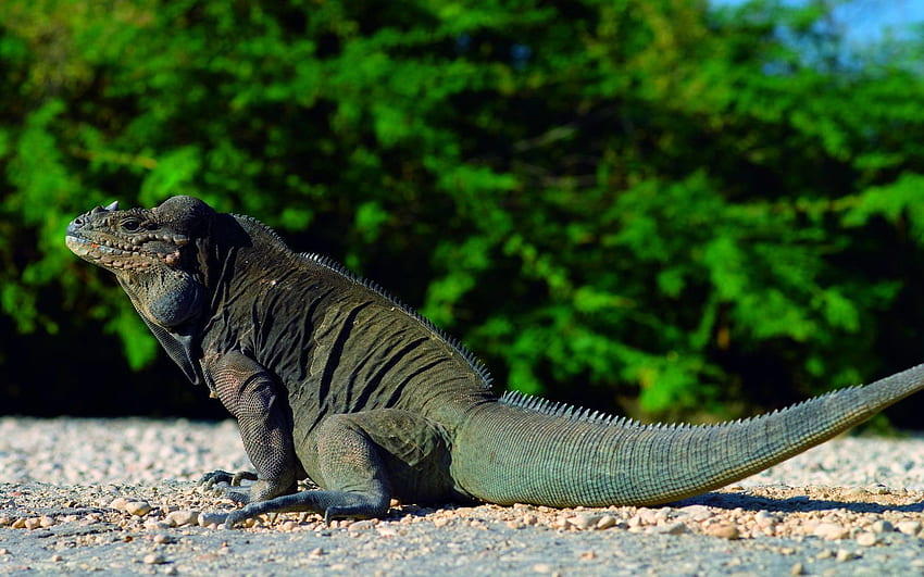 Komodo Dragon Hd Wallpaper Pxfuel