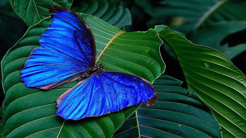 Butterfly On A Leaf Exotic Butterflies Hd Wallpaper Pxfuel