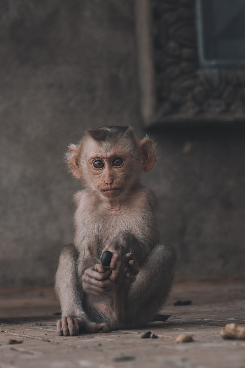 Monkey Stock On Unsplash Crazy Monkey Hd Phone Wallpaper Pxfuel