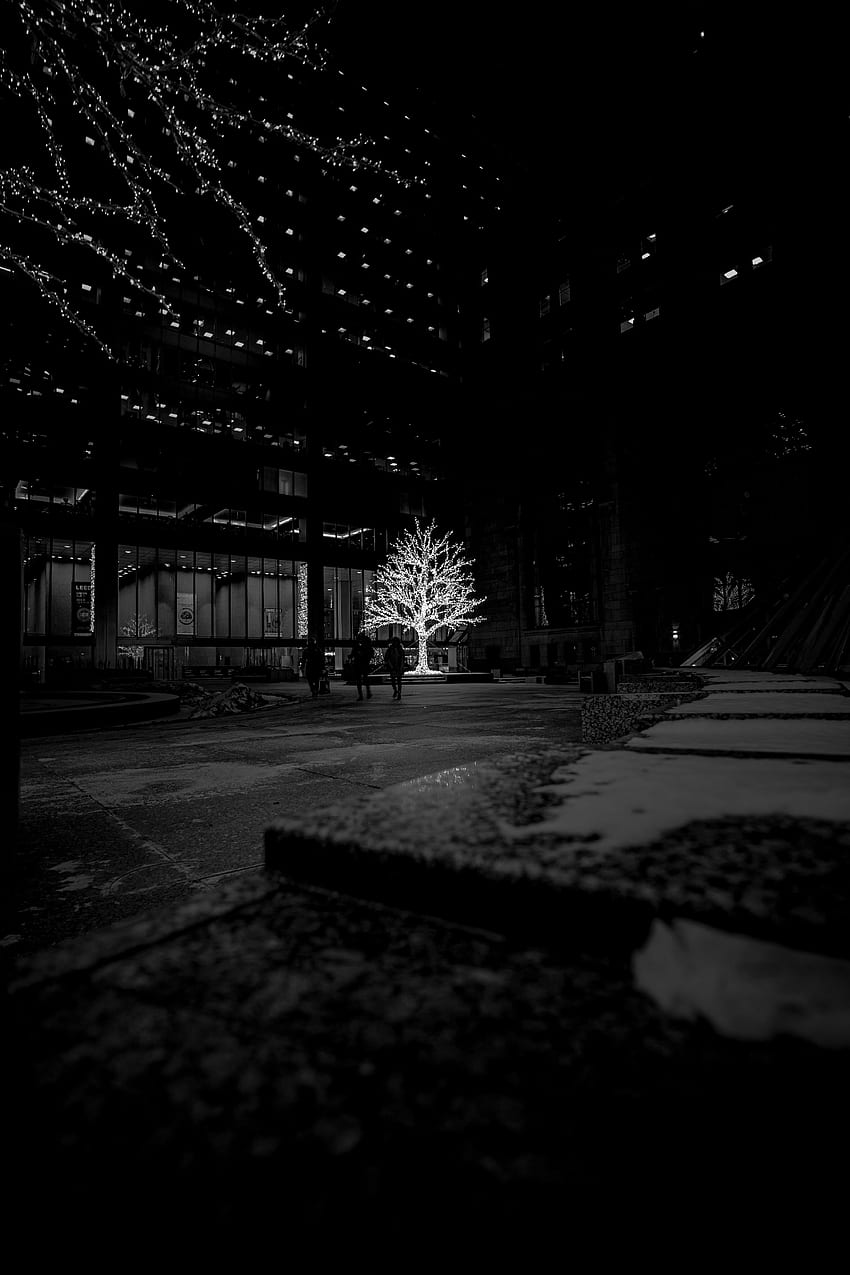 Dark Wood Tree Bw Chb Glow Street HD Phone Wallpaper Pxfuel