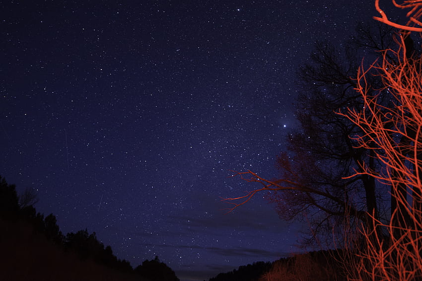 Nature Trees Night Twilight Starry Sky Branches Dusk Hd Wallpaper