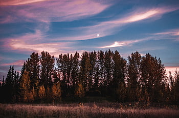 Nature Trees Sunset Grass Sky Hd Wallpaper Pxfuel