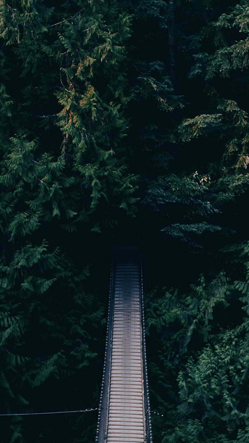 Forest Bridge Jungle Bridge HD Phone Wallpaper Pxfuel