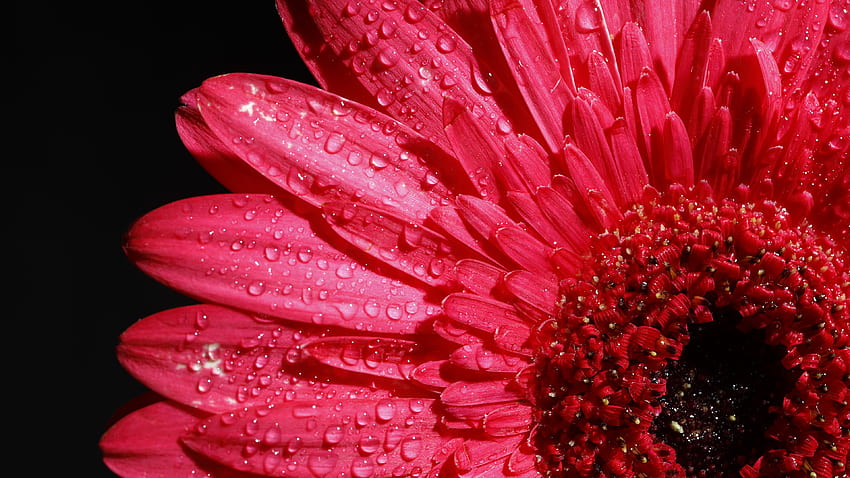 Pink Gerbera Flower Hd Wallpaper Pxfuel