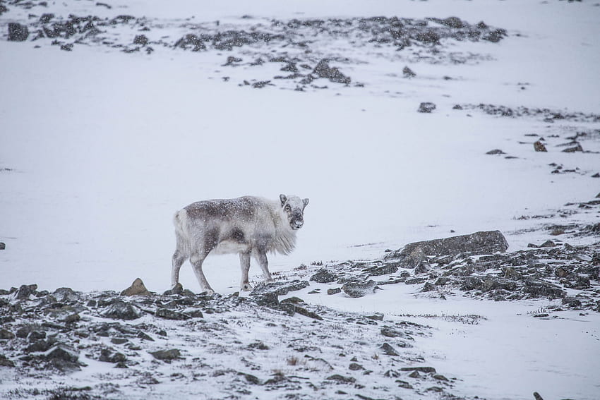 Longyearbyen Svalbard And Jan Mayen HD Wallpaper Pxfuel