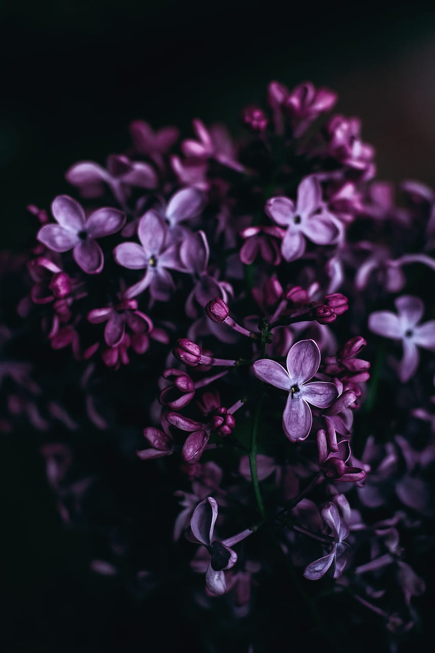 Purple Flowers Beautiful Purple Flowers Hd Phone Wallpaper Pxfuel