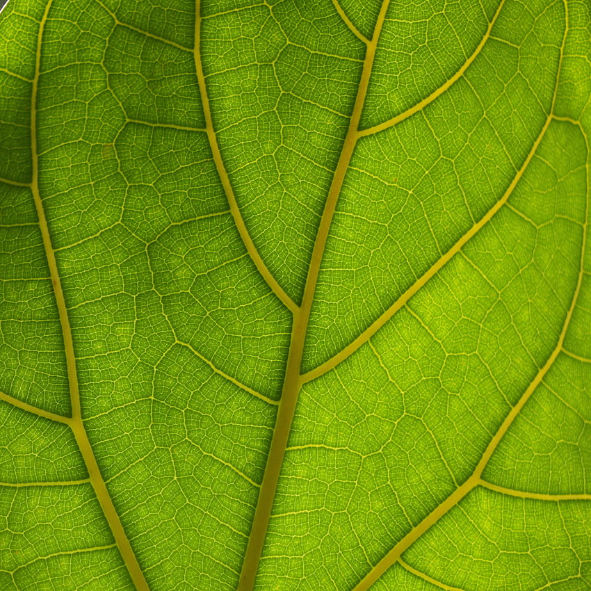 Leaves Macro Veins Hd Phone Wallpaper Pxfuel