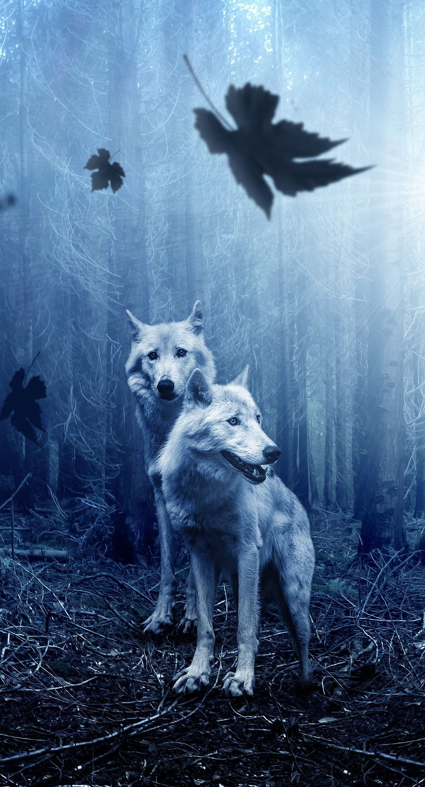 Wolf Predator Forest Galaxy Wolves HD Phone Wallpaper Pxfuel