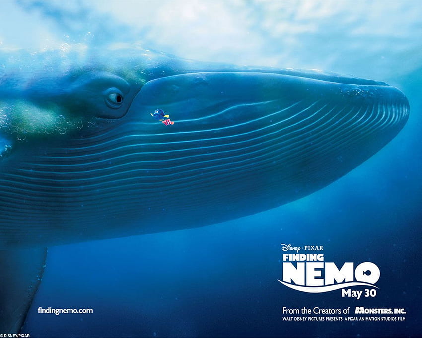 Finding Nemo Hd Wallpaper Pxfuel