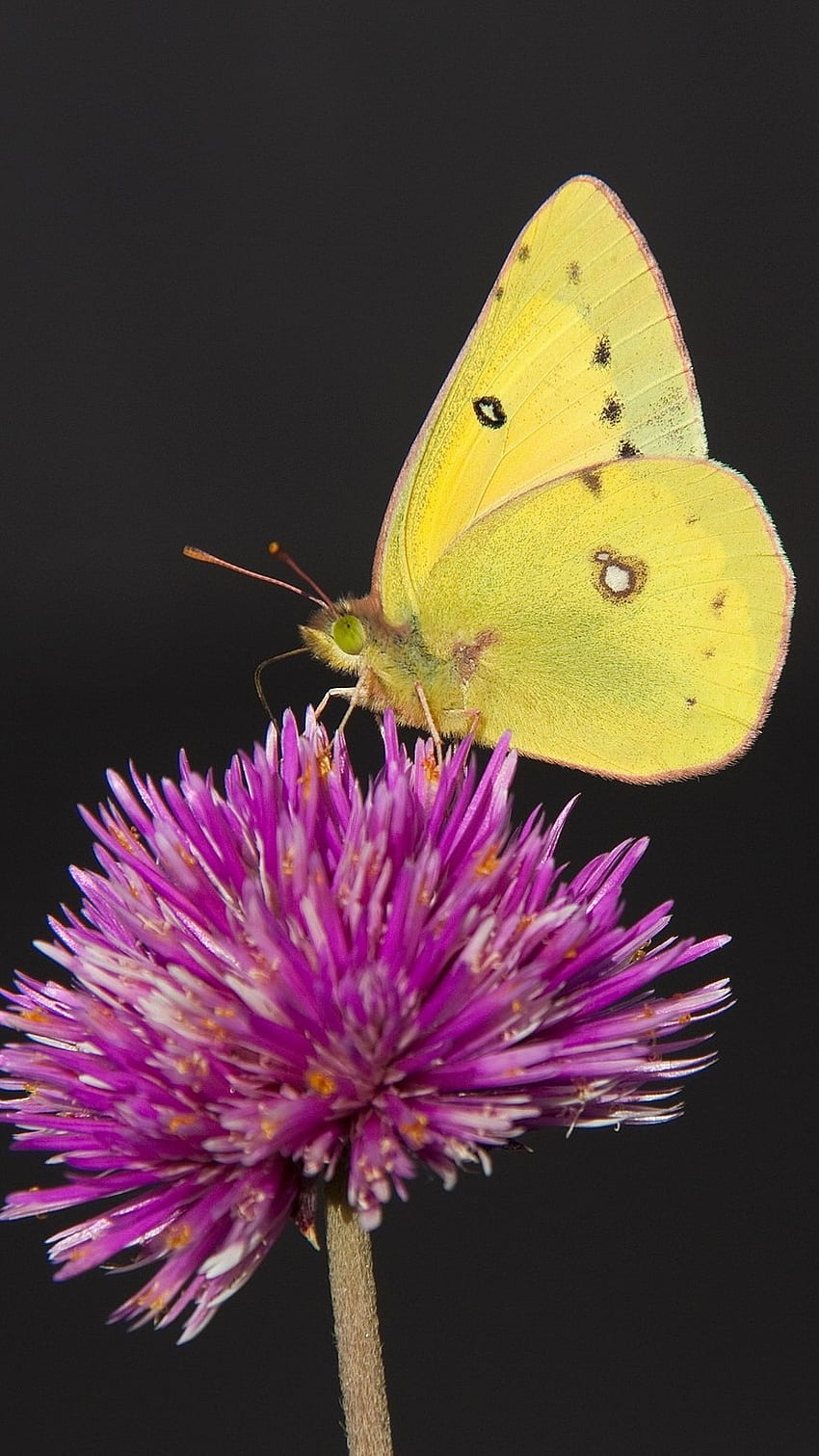 Yellow Butterfly Wonderful Aesthetic Hd Phone Wallpaper Pxfuel