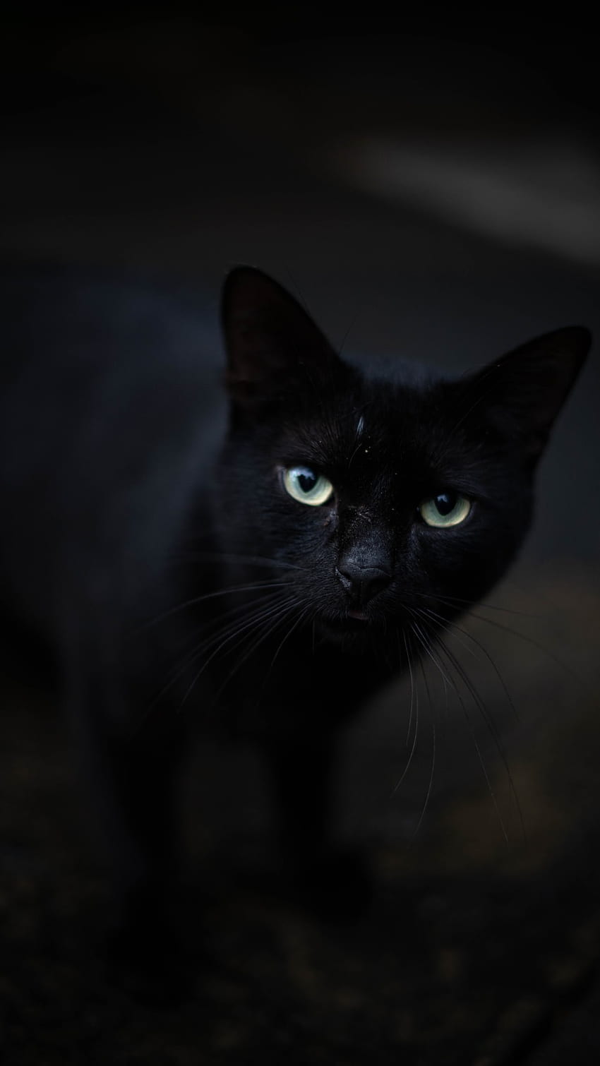 Black Cat With Green Eyes Black Hd Phone Wallpaper Pxfuel