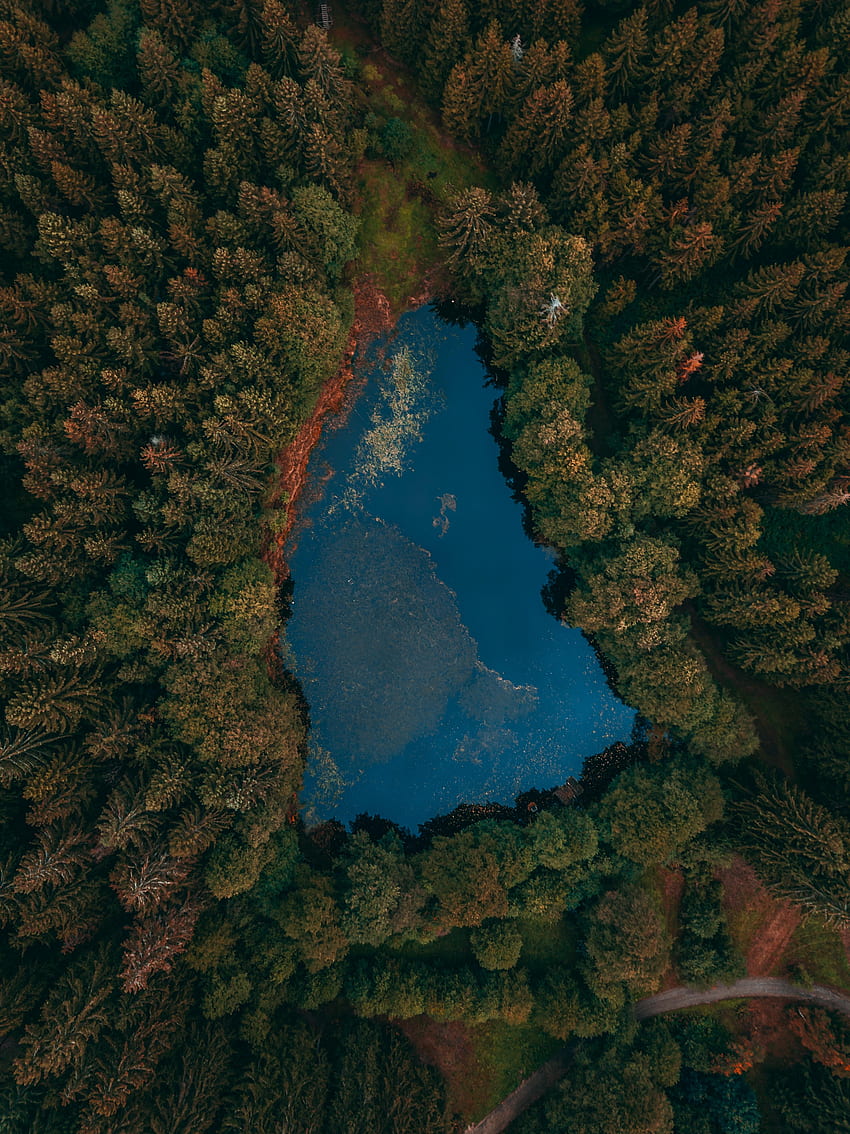 Nature View From Above Lake Forest Hd Phone Wallpaper Pxfuel