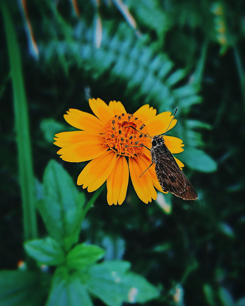 Borboleta Na Flor Petal Nature Butterfly Grass Hd Phone Wallpaper