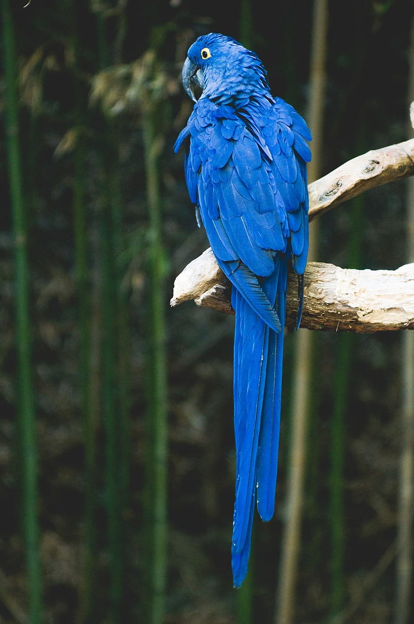 Blue Parrot Dark Blue Bird Hd Phone Wallpaper Pxfuel