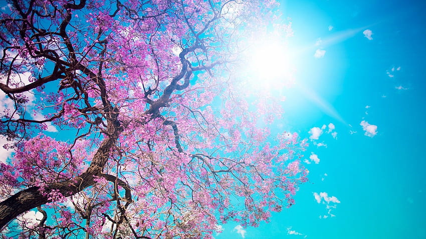 Flower Tree Cherry Blossom Tree HD Wallpaper Pxfuel