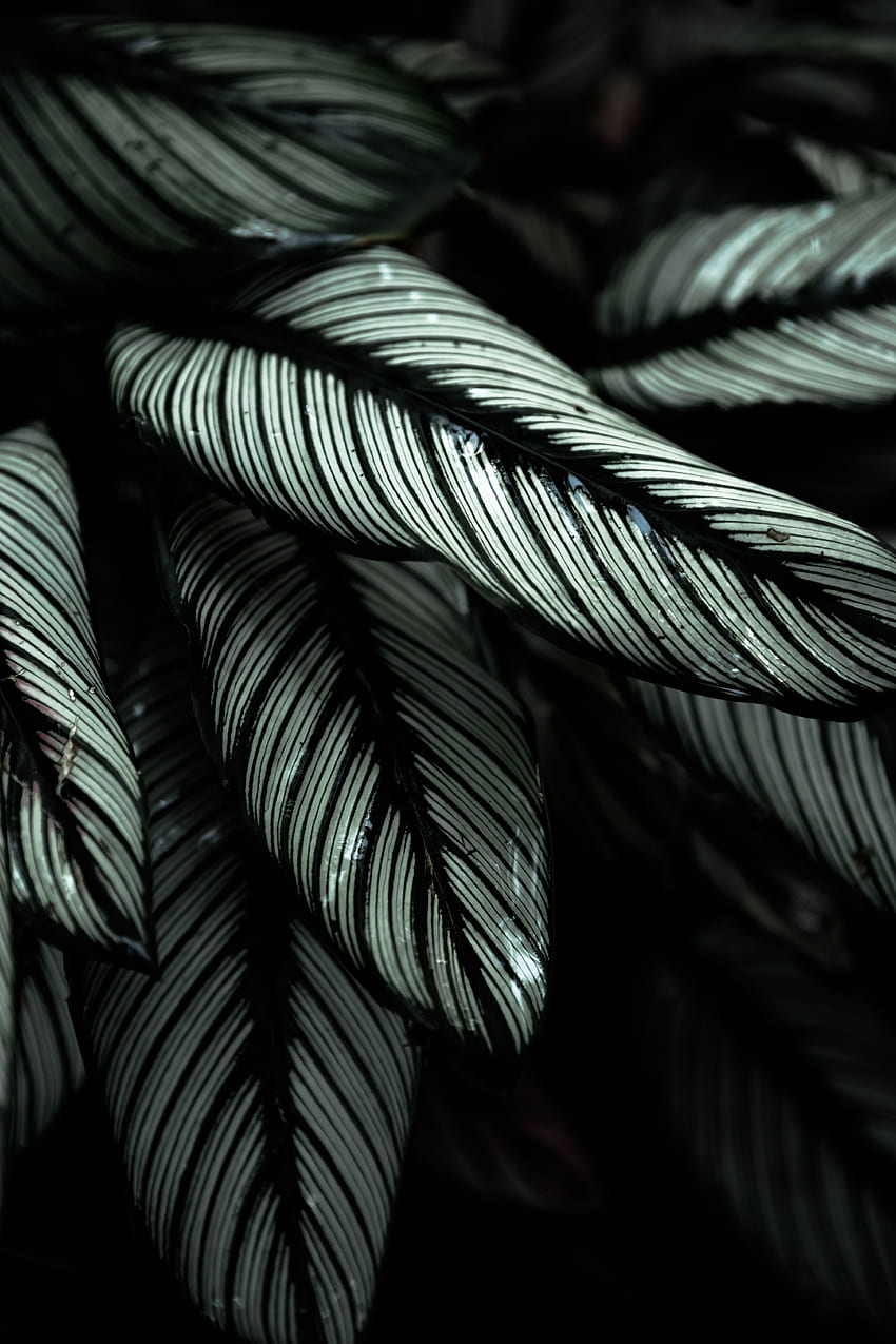 Nature Leaves Plant Striped Tropical Hd Phone Wallpaper Pxfuel