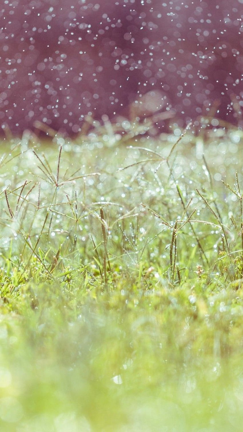 Meadows Wildflowers Blur Nature Hd Phone Wallpaper Pxfuel