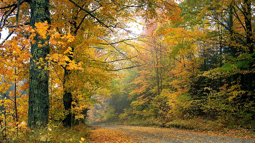 Beautiful Autumn Autumn Amazing Forest Tree HD Wallpaper Pxfuel