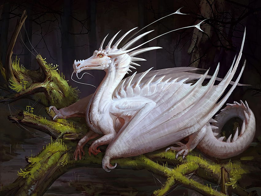 Art Fantasy White Dragon Creature Sleeping Dragon HD Wallpaper Pxfuel