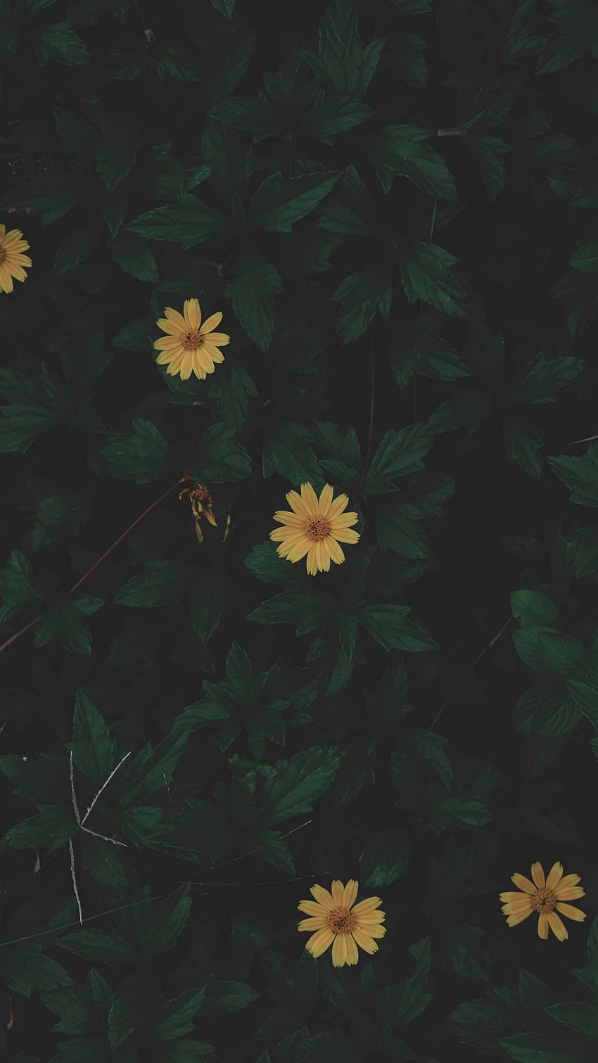 Flowers Leaves Plant Dark Green Hd Phone Wallpaper Pxfuel