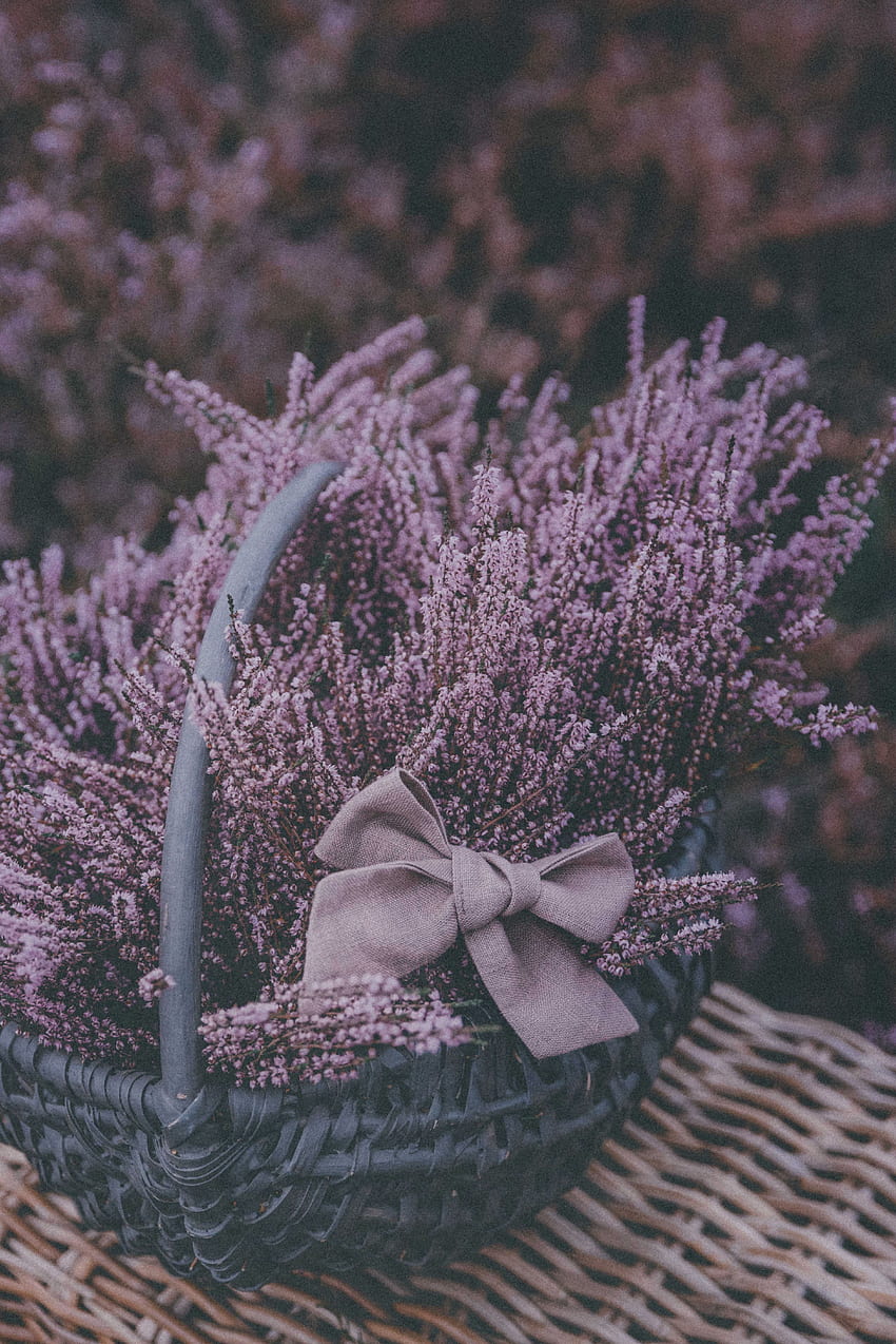 Flowers Violet Purple Bow Basket Lavender Hd Phone Wallpaper Pxfuel