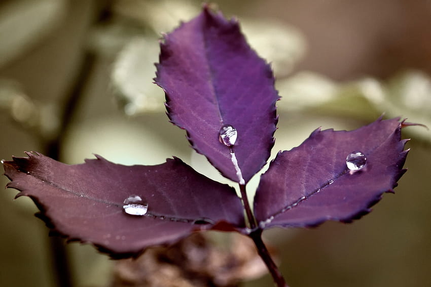 Leaves Drops Plant Macro Hd Wallpaper Pxfuel