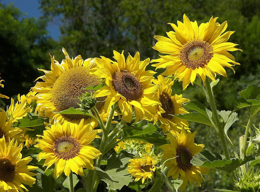 Sunflowers Flowers Trees Sky Summer Sunny Hd Wallpaper Pxfuel