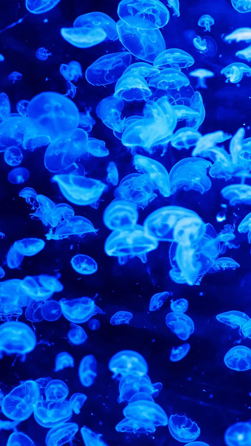 Jellyfish IPhone X Bioluminescence HD Phone Wallpaper Pxfuel