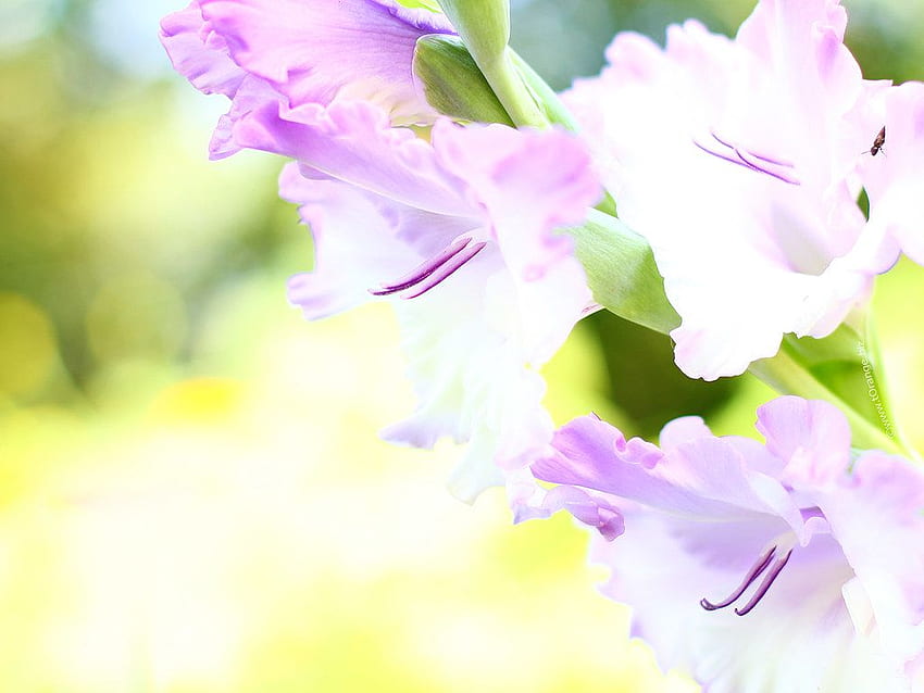 Gladiolus Flower W Hd Wallpaper Pxfuel