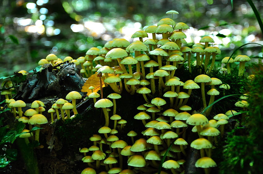 Boletus Mushrooms Fungi Autumn Close Up No People Colour