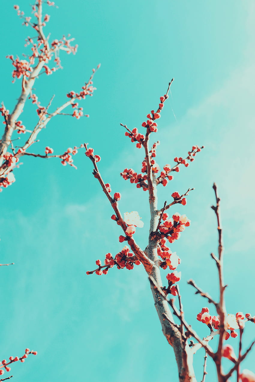 Flowers Sky Sakura Branches Bloom Flowering HD Phone Wallpaper