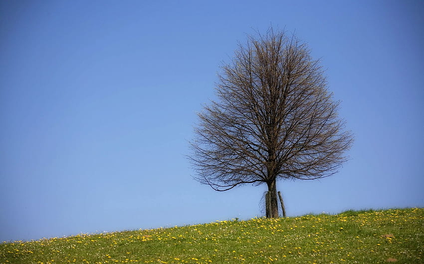 Nature Summer Wood Tree Branches Branch Field Naked Hd Wallpaper