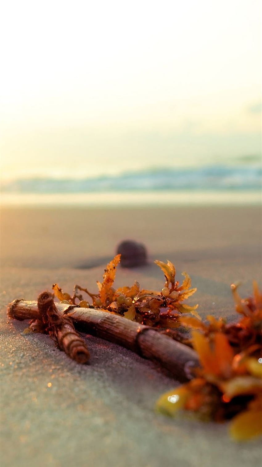 IPhone Beach Tumblr Tumblr Beach HD Phone Wallpaper Pxfuel